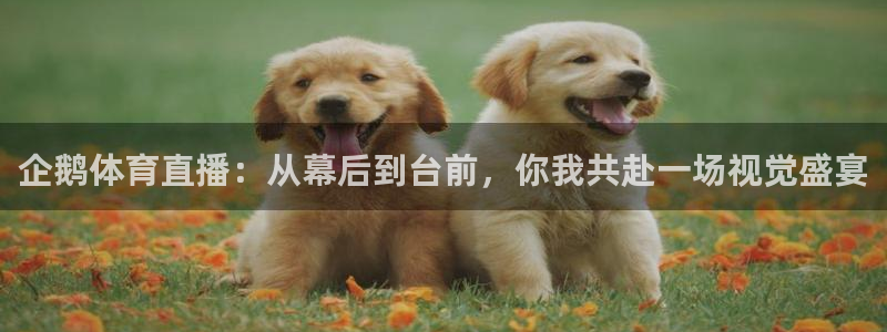篮球直播在线观看直播吧：企鹅体育直播：从幕后到台前，你我共赴一场视觉盛宴